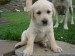 labradorský retriever.jpg