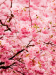 Blossom.png